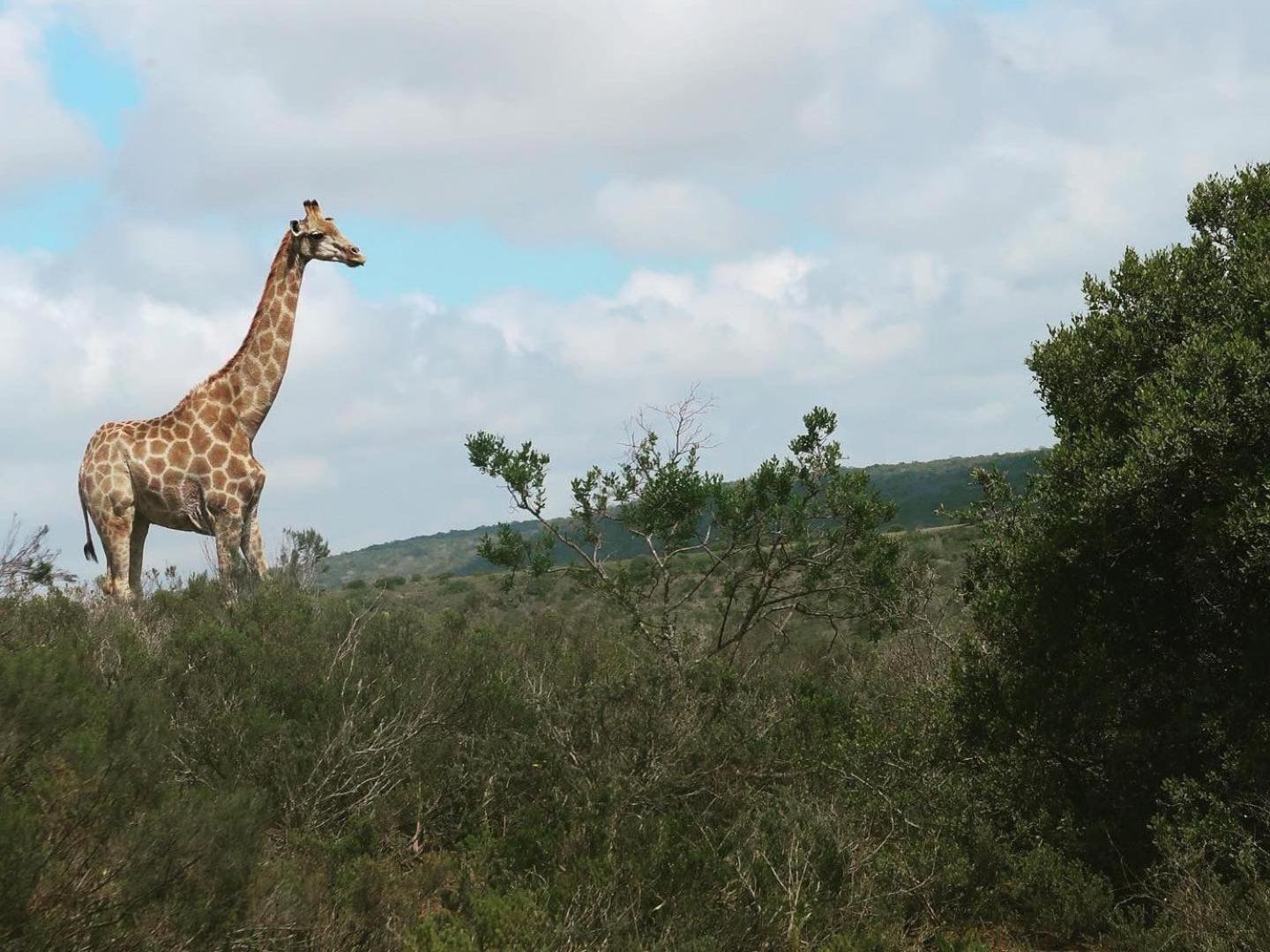 Umbono Private Game Lodge Alexandria  エクステリア 写真